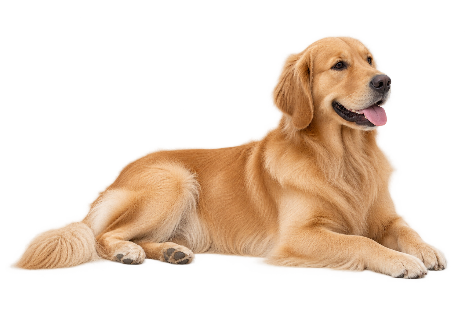 Golden retriever atendido na Veterinarii